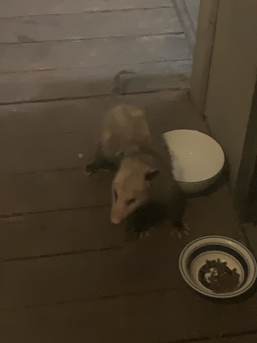 Virginia Opossum observed by bradwarren
