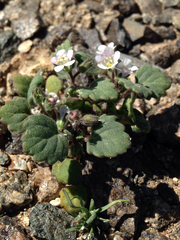Phacelia rotundifolia