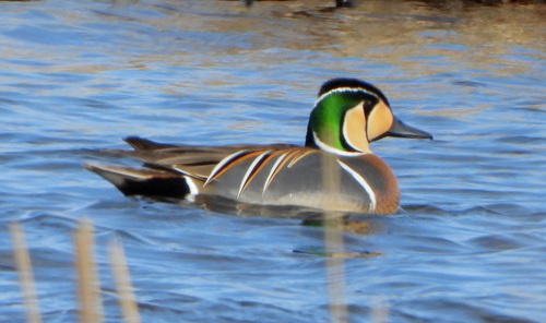 Cerceta del Baikal (Sibirionetta formosa)