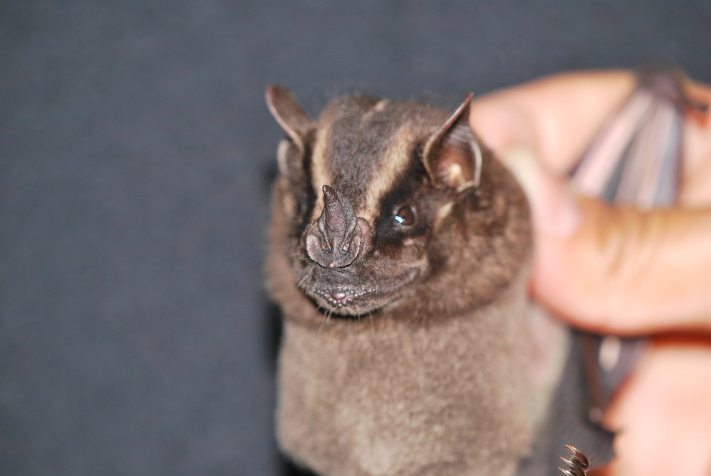Western Broad-Nosed Bat