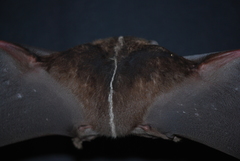 Platyrrhinus nitelinea