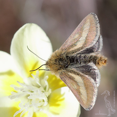 Heliolonche modicella