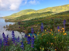 Lupinus