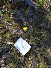 Lomatium triternatum