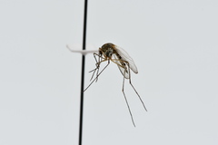 Aedes hexodontus