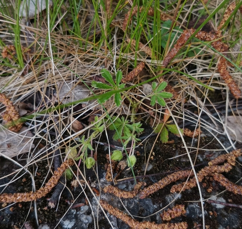 Potentilla verna, photograph 4