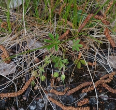Potentilla verna, photograph (c) Vladimír Fuka, some rights reserved (CC BY)