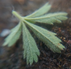 Potentilla verna, photograph (c) Vladimír Fuka, some rights reserved (CC BY)