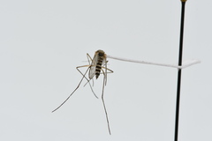 Aedes hexodontus