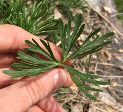 Delphinium carolinianum