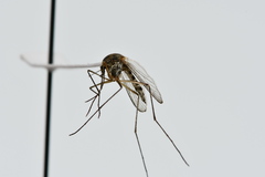 Aedes hexodontus
