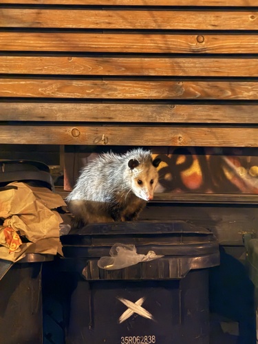 Virginia Opossum observed by catphish