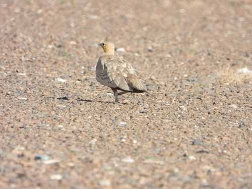 Chestnut-bellied Sandgrouse