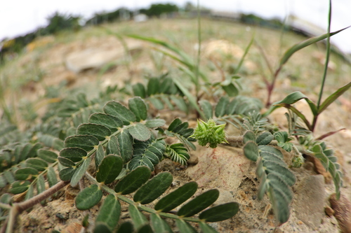 Tribulus cistoides