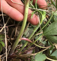 Delphinium carolinianum