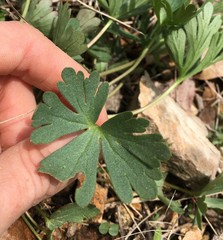 Delphinium carolinianum