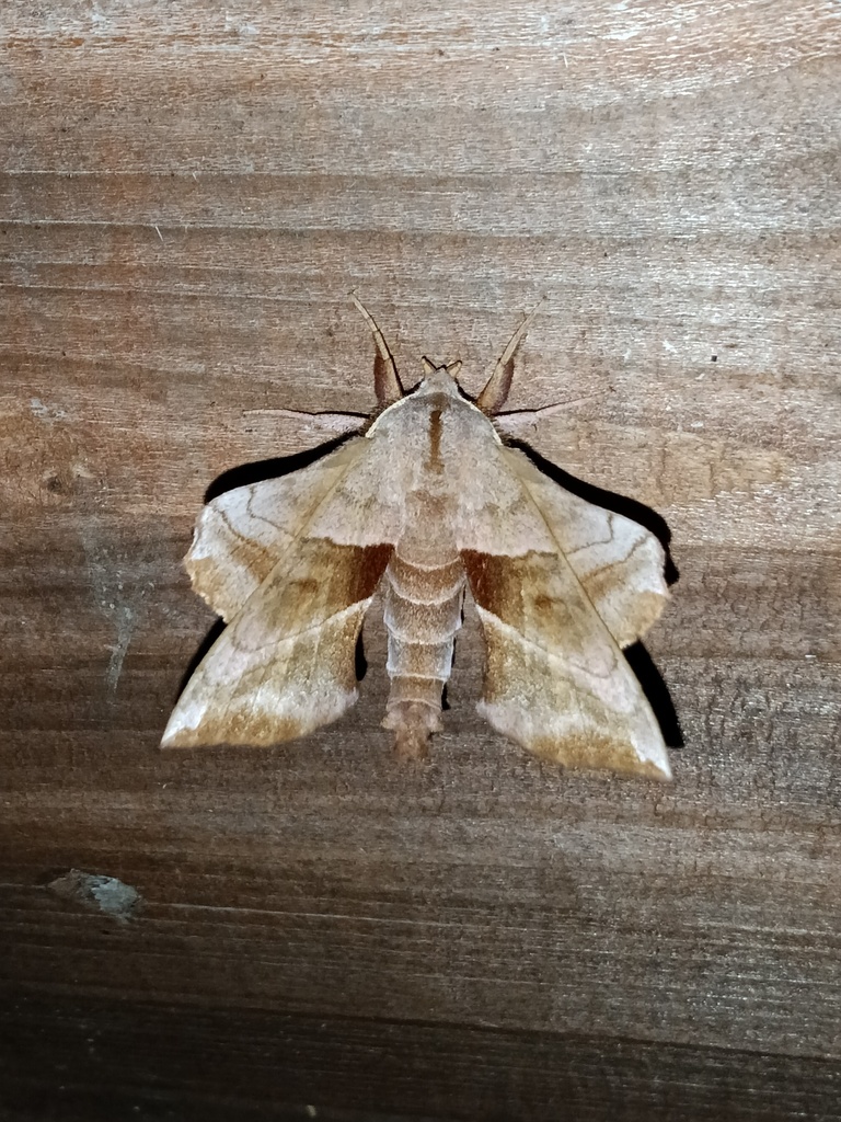 Walnut Sphinx from Vermillion County, IN, USA on May 14, 2026 at 12:03 ...