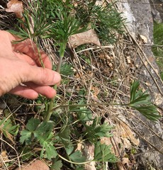 Delphinium carolinianum