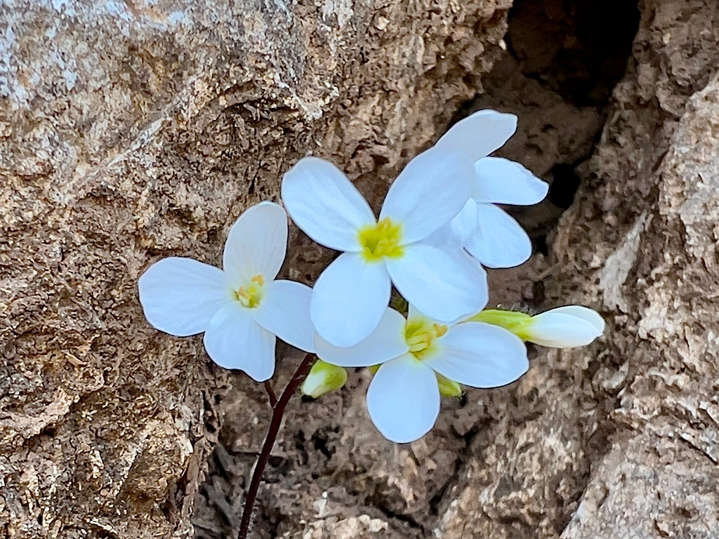 Arabis caucasica; photograph (c) paulchallinor, some rights reserved (CC BY)