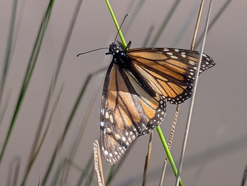 Monarch