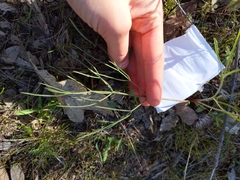Lomatium triternatum