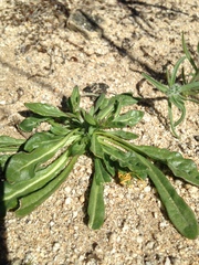 Chorizanthe brevicornu