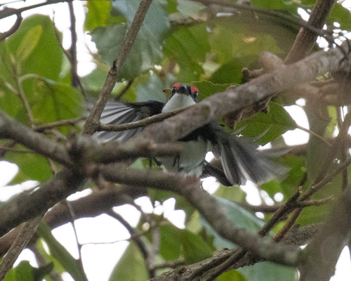Banded Wattle-eye (Platysteira laticincta), photo 4