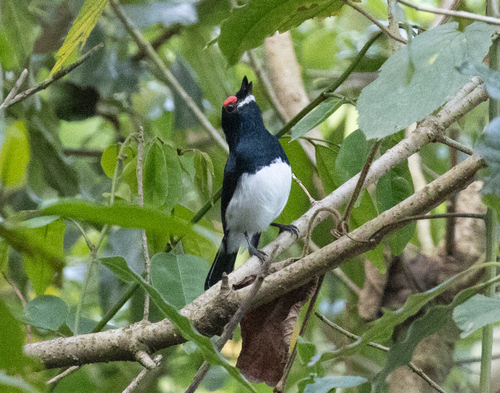 Banded Wattle-eye (Platysteira laticincta), photo 5