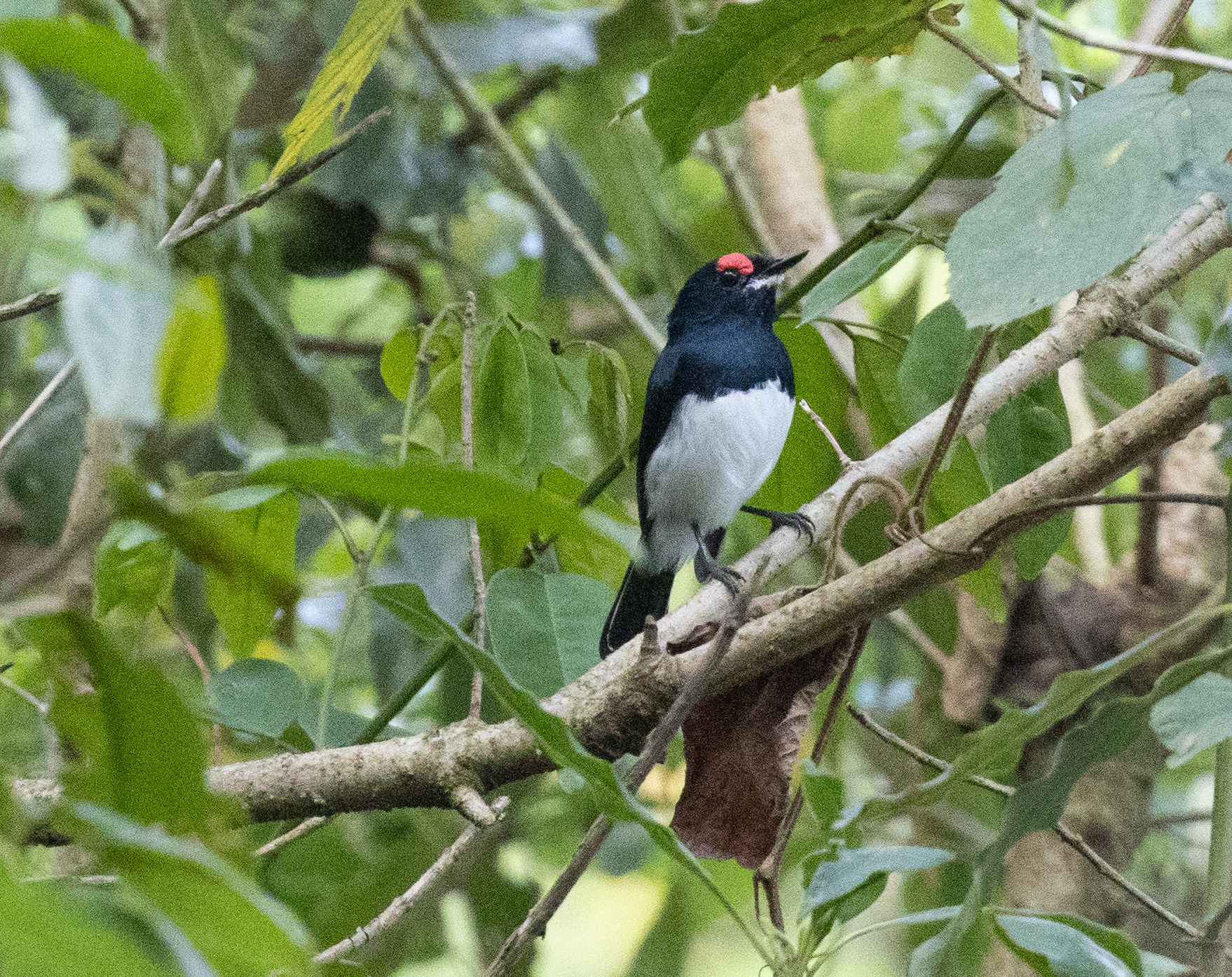 Banded Wattle-eye (Platysteira laticincta), photo 2