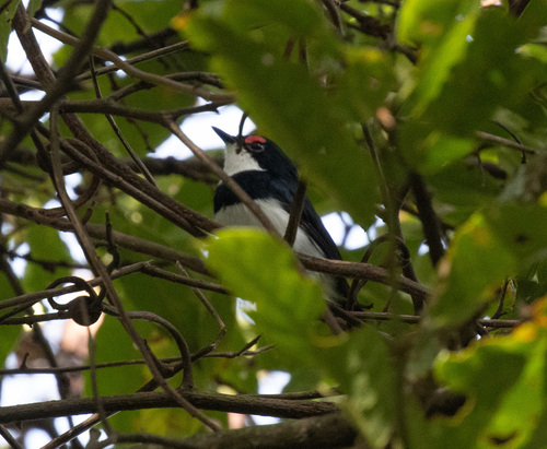 Banded Wattle-eye (Platysteira laticincta), photo 2