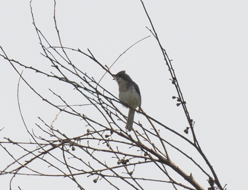 Grey Apalis (Apalis cinerea), photo 9