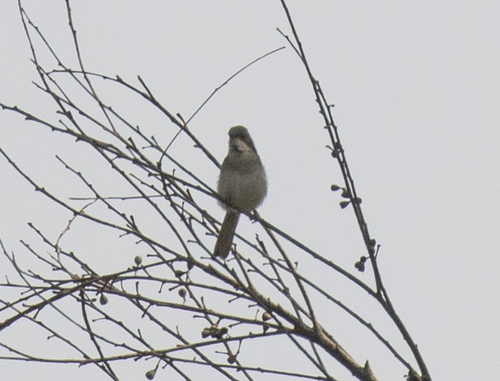 Grey Apalis (Apalis cinerea), photo 9