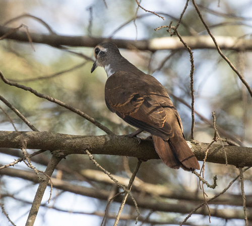 Tambourine Dove (Turtur tympanistria), photo 4