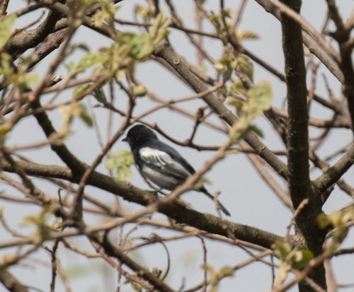 White-bellied Tit (Melaniparus albiventris), photo 4