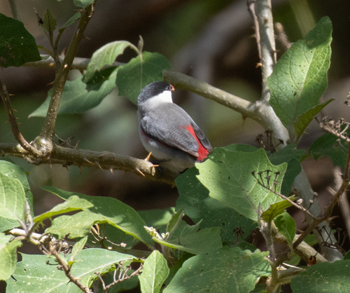 Black-crowned Waxbill (Estrilda nonnula), photo 9