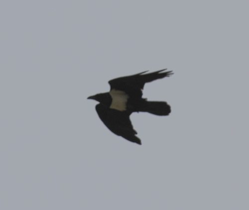 Pied Crow