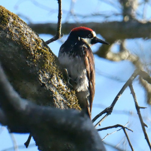 Acorn Woodpecker observed by nitrecolas