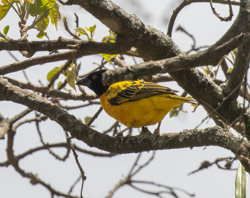 Village Weaver