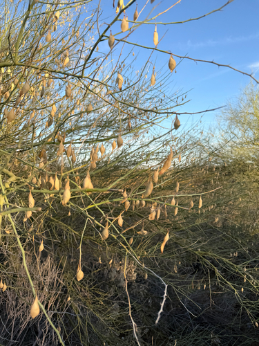 Blue Palo Verde