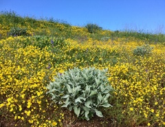 Encelia farinosa