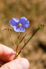 Commelina ensifolia, photograph (c) Cody Hinchliff, some rights reserved (CC BY)