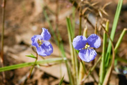 Commelina ensifolia