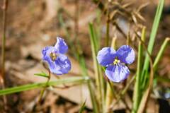 Commelina ensifolia