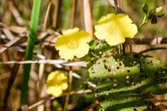 Merremia gemella, photograph (c) Cody Hinchliff, some rights reserved (CC BY)