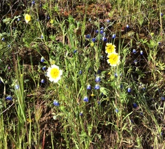 Layia platyglossa