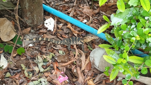 Common Water Monitor