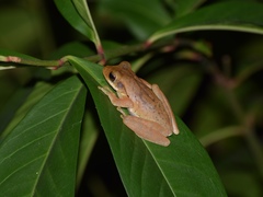 Polypedates cruciger