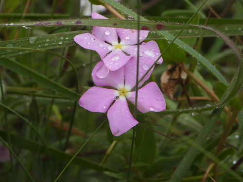 Catharanthus ovalis, photograph 2