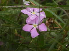 Catharanthus ovalis, photograph (c) amantedarmanin, some rights reserved (CC BY)