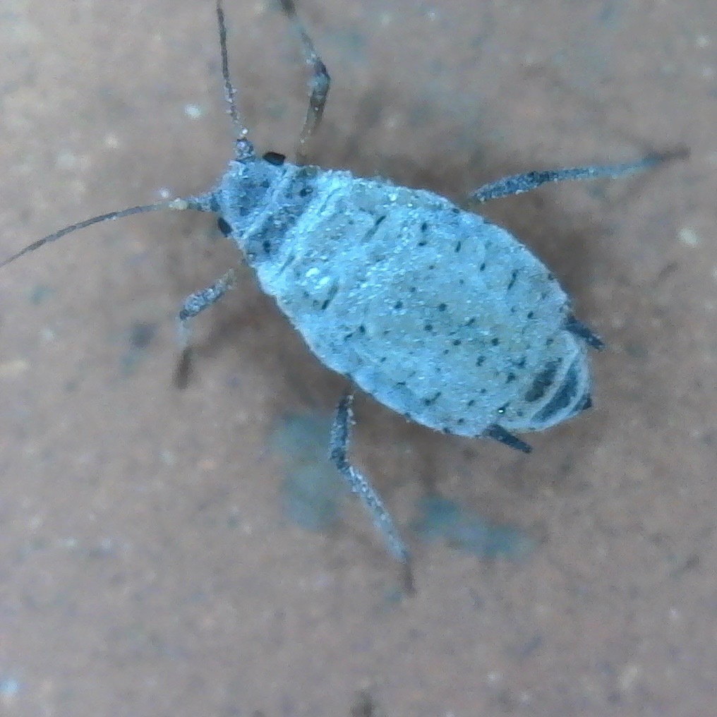 tulip bulb aphid